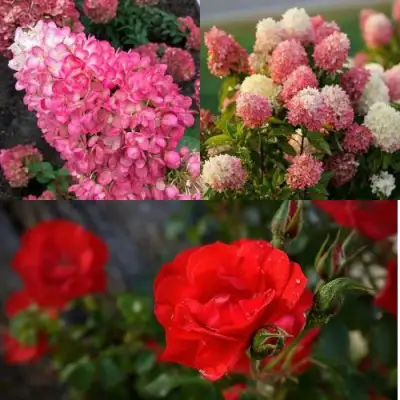 Комплект РОЗОВЫЙ ЗАКАТ в Лиде