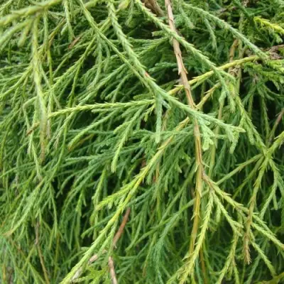 Кипарисовик ФИЛИФЕРА НАНА горохоплодный  в Лиде