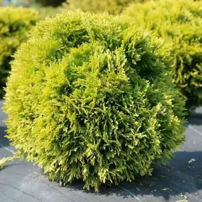 Туя ДАВИД западная в Лиде