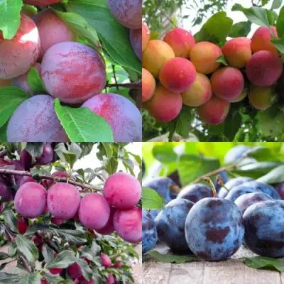 Комплект СЛИВОВЫЙ САД в Лиде