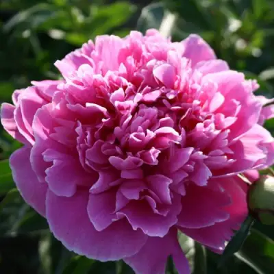 Пион ГОЛУБАЯ ХРИЗАНТЕМА травянистый в Лиде