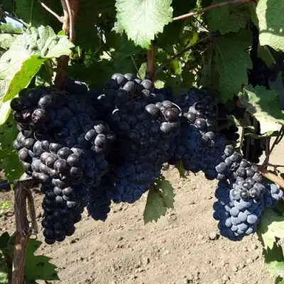 Виноград ДЕНИСОВСКИЙ в Лиде