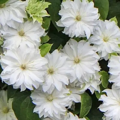 Клематис МАРИЯ СКЛОДОВСКАЯ-КЮРИ в Лиде