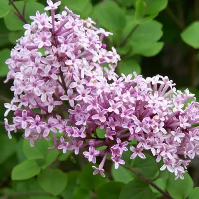 Сирень ПАЛИБИН  в Лиде