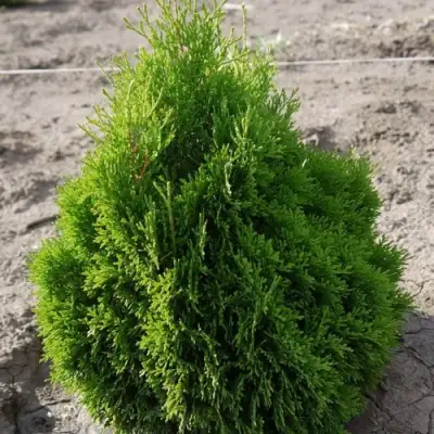 Туя МИКИ западная в Лиде