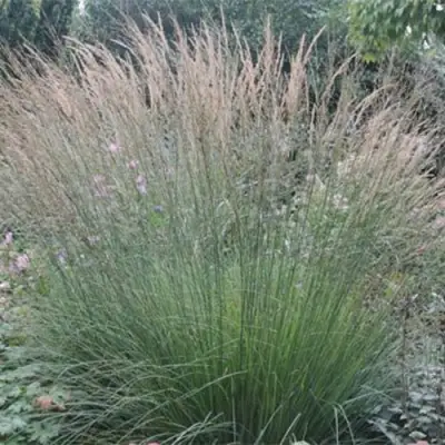 Молиния ХАЙДЕБРАУТ голубая в Лиде