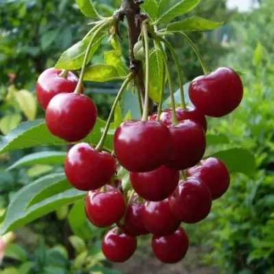 Вишня ВЯНОК в Лиде