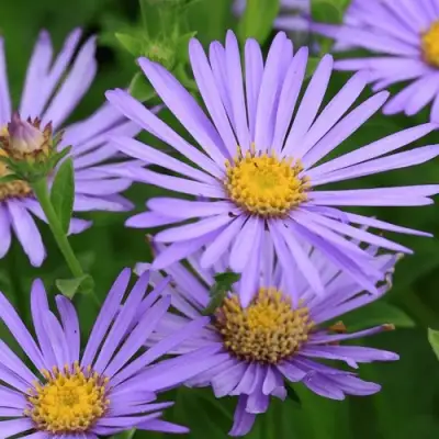 Астра ЛЕДИ ИН БЛЮ в Лиде