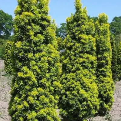 Тис ДАВИД ягодный в Лиде