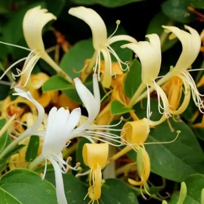 Жимолость ХАЛЛИАНА японская (Хелиана) в Лиде