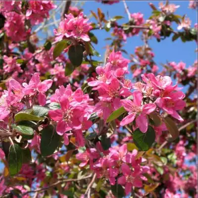 Яблоня ХЕЛЕНА декоративная в Лиде