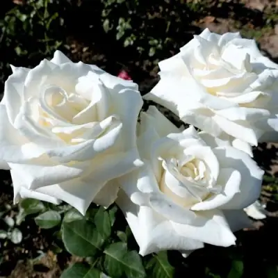 Роза БОИНГ чайно-гибридная в Лиде