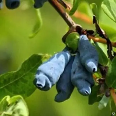 Жимолость съедобная ПУШКИНСКАЯ в Лиде