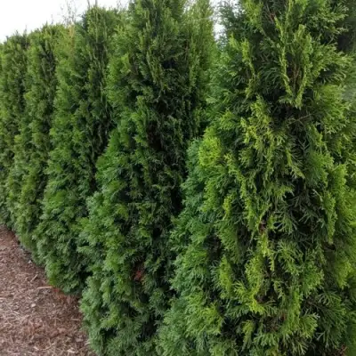 Туя ПИРАМИДАЛИС КОМПАКТА западная в Лиде