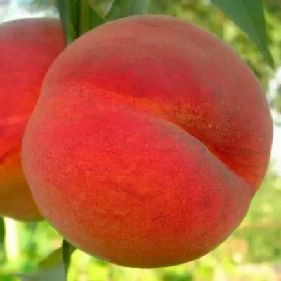 Персик МАЙСКИЙ ЦВЕТОК в Лиде