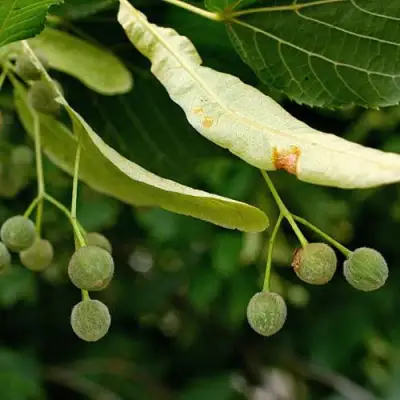 Липа сердцевидная в Лиде