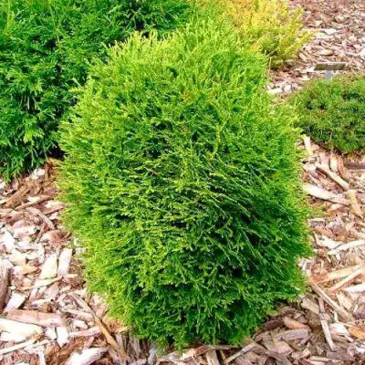 Туя ВОТЕРФИЛД западная в Лиде