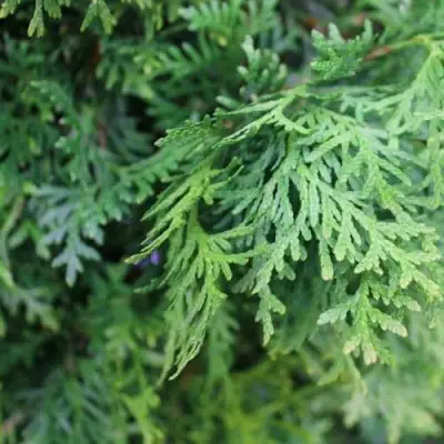 Туя ПИРАМИДАЛИС КОМПАКТА западная в Лиде