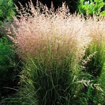 Молиния ФОНТЕЙН тростниковая в Лиде