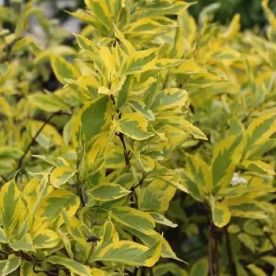 Дерен ШПЕТА белый в Лиде