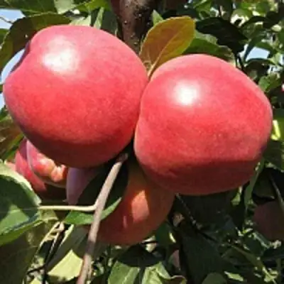 Яблоня ЗАСЛАВСКОЕ в Лиде