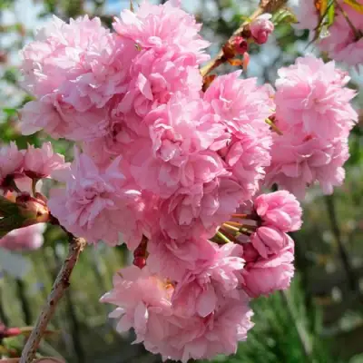 Сакура КИКУ ШИДАРЕ в Лиде