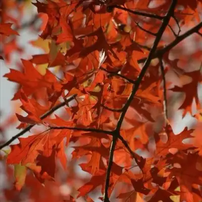 Дуб болотный в Лиде