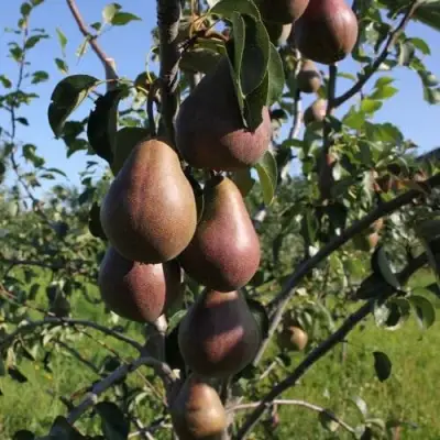 Груша БРЯНСКАЯ КРАСАВИЦА в Лиде