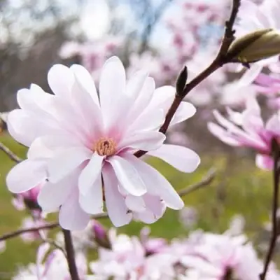 Магнолия РОЗЕЯ в Лиде