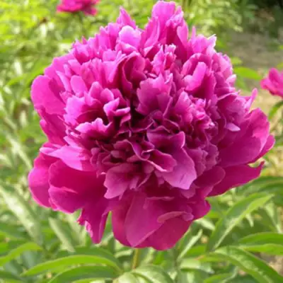 Пион КИТАЙСКИЙ ШЕЛК травянистый в Лиде