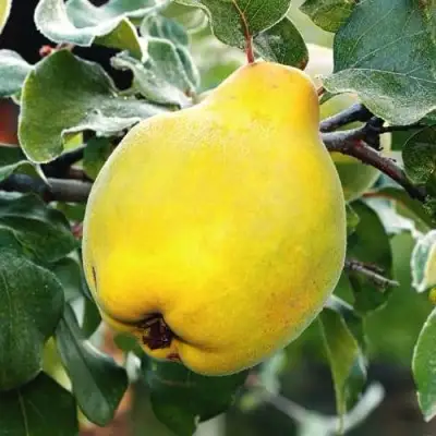 Айва РУМО в Лиде