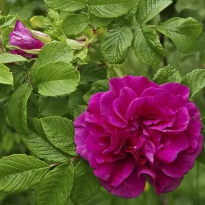 Шиповник ХАНСА в Лиде