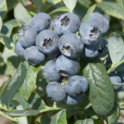 Голубика БРИГИТТА в Лиде