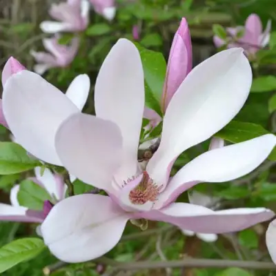 Магнолия ДЖОРДЖ ГЕНРИ КЕРН в Лиде