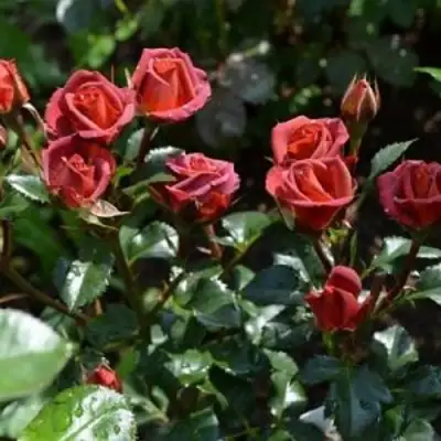 Роза ЧОКОЧИНО спрей в Лиде