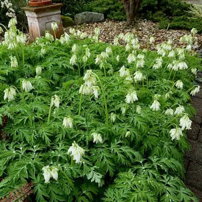 Дицентра красивая АВРОРА в Лиде