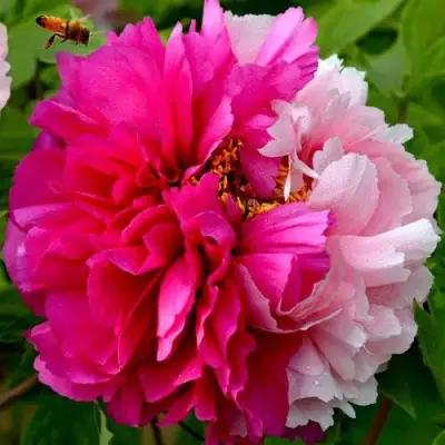 Пион ДВЕ СЕСТРЫ древовидный в Лиде