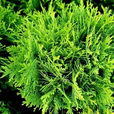 Туя ДАНИКА западная в Лиде