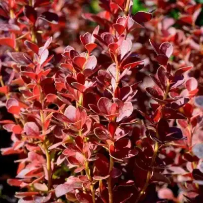 Барбарис ВУЛКАНО тунберга в Лиде