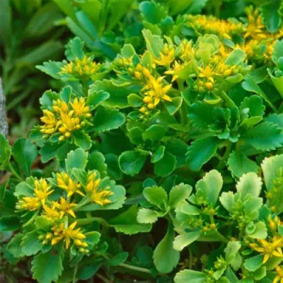 Очиток (седум) ИММЕРГРУН камчатский в Лиде