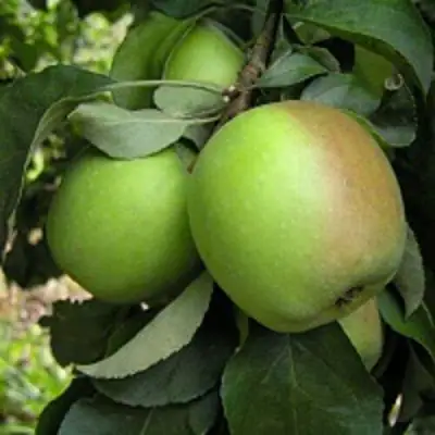 Яблоня ПАМЯТЬ СИКОРЫ в Лиде