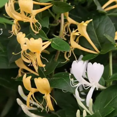 Жимолость ХАЛЛИАНА японская (Хелиана) в Лиде