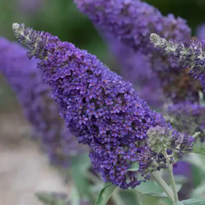 Буддлея НАНО ПЕРПЛ  в Лиде