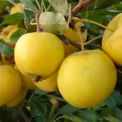 Яблоня УРАЛЬСКОЕ НАЛИВНОЕ в Лиде