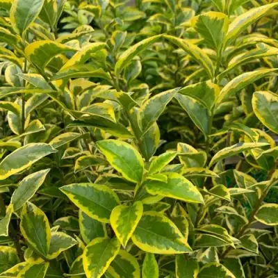 Бирючина АУРЕУМ овальнолистная в Лиде