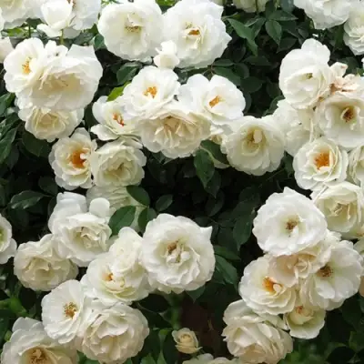 Роза АЙСБЕРГ флорибунда в Лиде