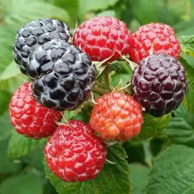 Малина БРИСТОЛЬ в Лиде