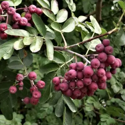 Рябина ДЕСЕРТНАЯ МИЧУРИНА сладкоплодная в Лиде