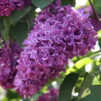 Сирень КАПИТАН ГАСТЕЛЛО в Лиде