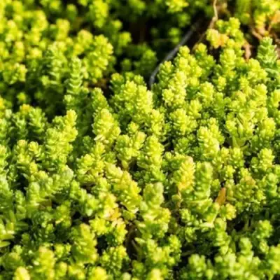 Очиток (седум) ЙЕЛЛОУ КВИН едкий в Лиде